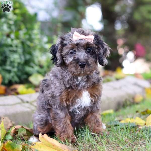 Amy, Cavapoo Puppy